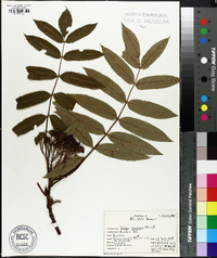 Sorbus americana image