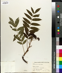 Sorbus americana image