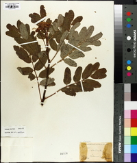 Sorbus occidentalis image