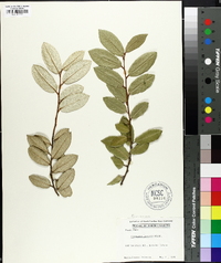 Elaeagnus pungens image