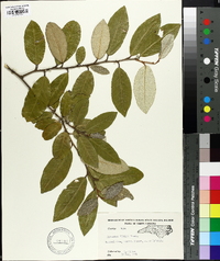 Elaeagnus pungens image