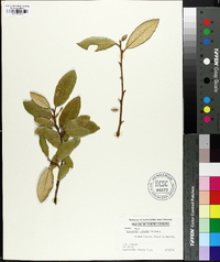 Elaeagnus pungens image