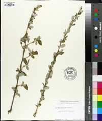 Elaeagnus umbellata image