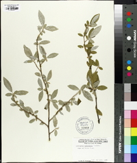 Elaeagnus umbellata image