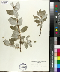 Elaeagnus commutata image