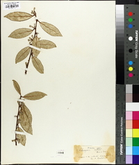 Image of Elaeagnus x reflexa