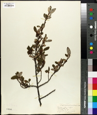 Shepherdia canadensis image