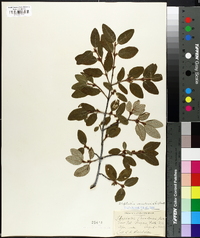 Shepherdia canadensis image