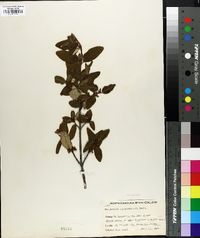 Shepherdia canadensis image