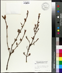 Shepherdia canadensis image