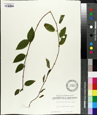 Berchemia scandens image