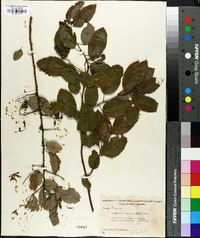 Berchemia scandens image