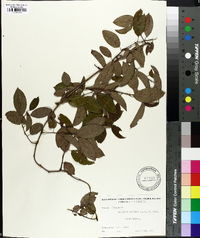 Berchemia scandens image