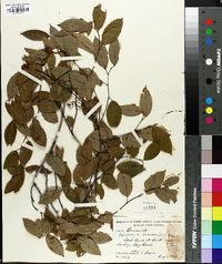 Berchemia scandens image