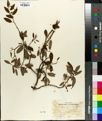 Berchemia scandens image