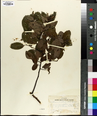 Berchemia scandens image