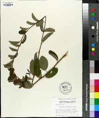 Berchemia scandens image