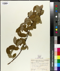 Berchemia scandens image