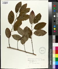 Berchemia scandens image