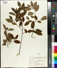 Berchemia scandens image