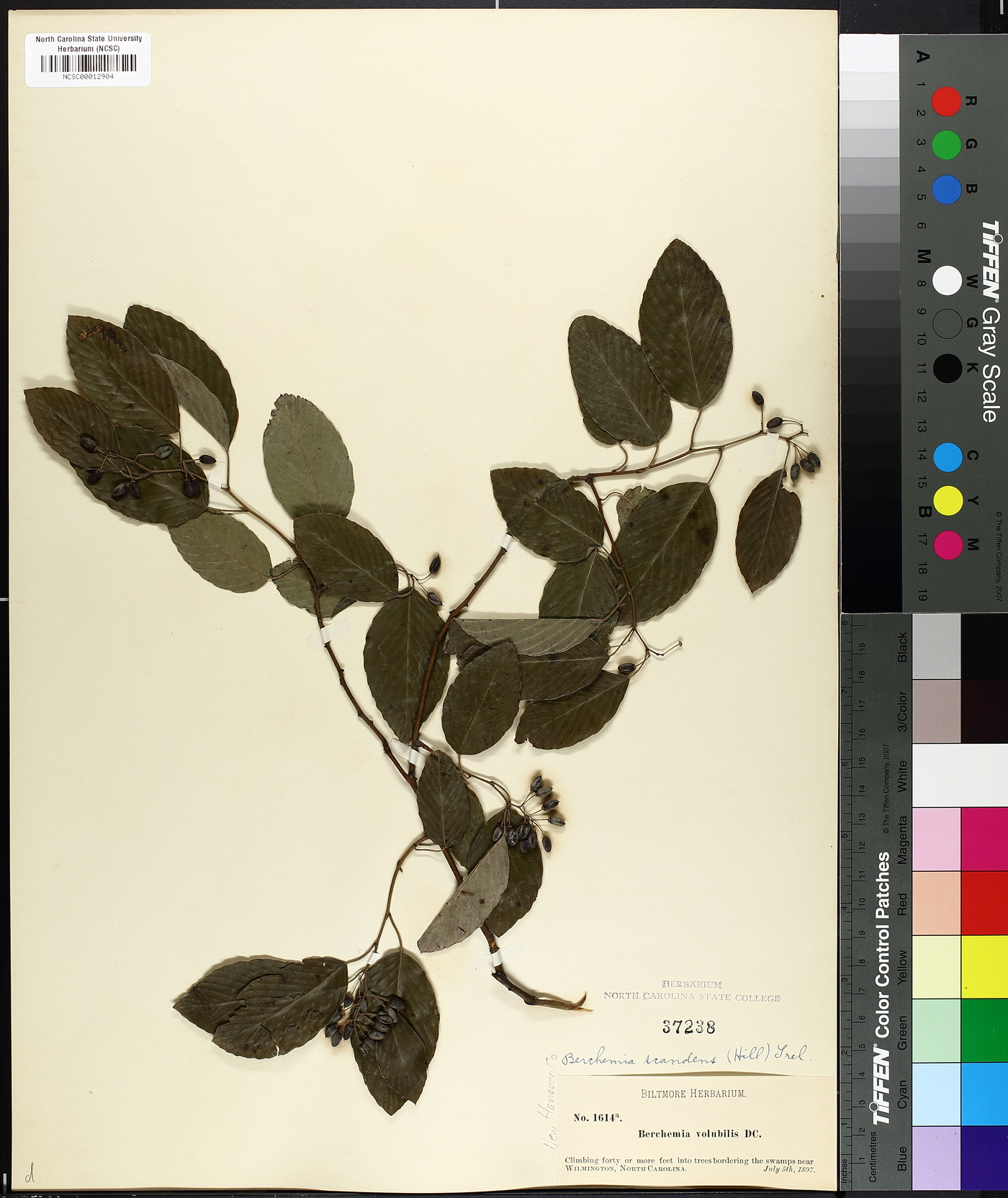 Berchemia scandens image