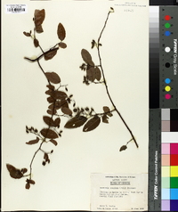Berchemia scandens image
