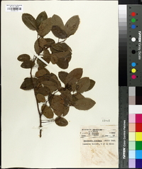 Berchemia scandens image