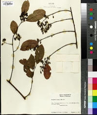 Berchemia scandens image