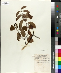 Berchemia scandens image