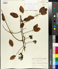 Berchemia scandens image