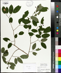 Berchemia scandens image