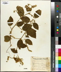 Gouania latifolia image