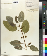 Ficus brevifolia image