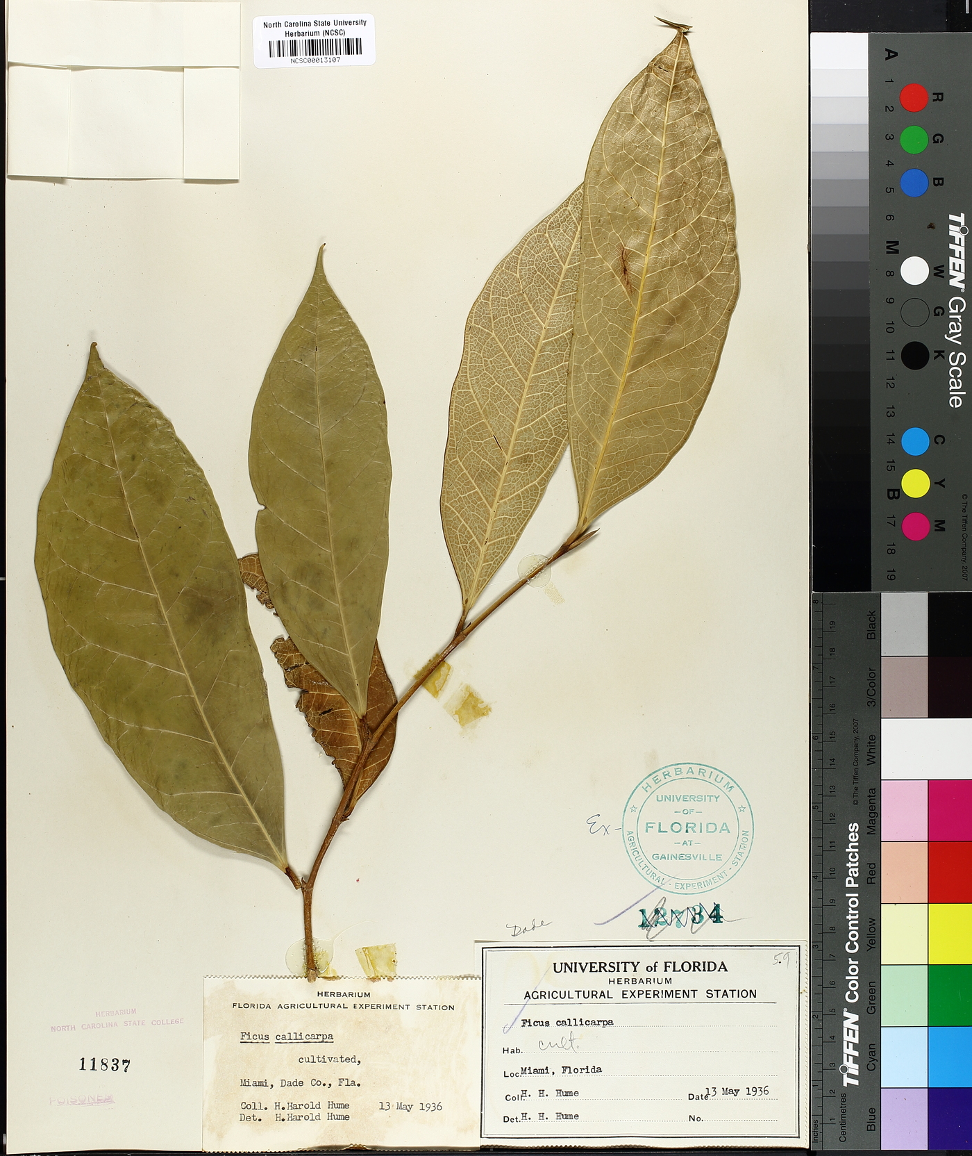 Ficus callicarpa image