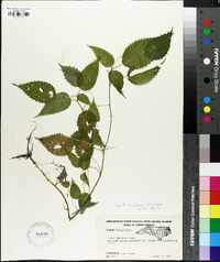 Laportea canadensis image