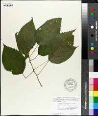 Laportea canadensis image