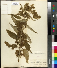 Urtica gracilis image