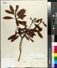 Morella cerifera image