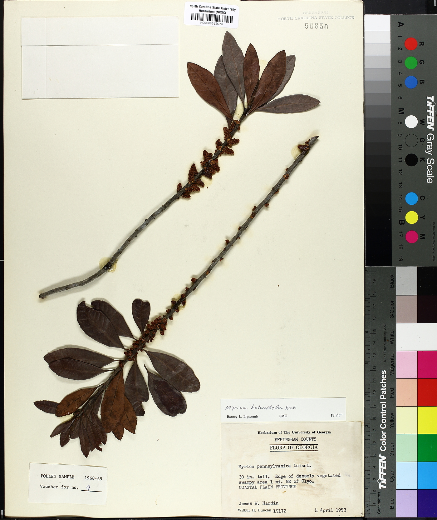 Morella caroliniensis image