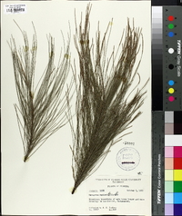 Casuarina equisetifolia image