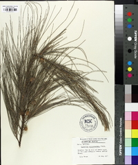 Casuarina equisetifolia image