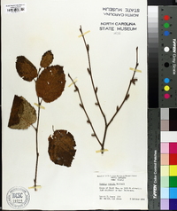 Corylus cornuta image