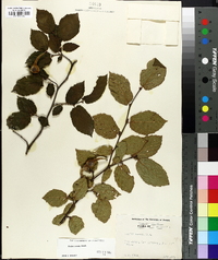 Corylus cornuta image
