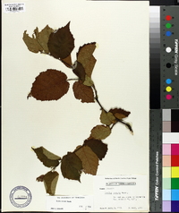 Corylus cornuta image