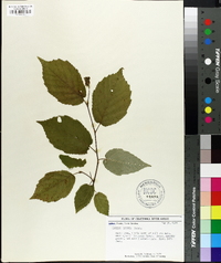 Corylus cornuta image