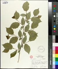 Corylus cornuta image