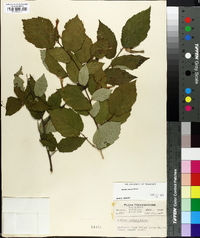 Corylus cornuta image