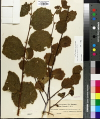 Corylus cornuta image