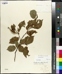 Corylus cornuta image