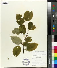 Corylus cornuta image